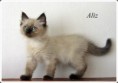 /album/aliz/aliz-9-hetes-001-jpg/